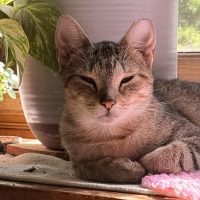 Milwaukee Record Cat Of The Week: Princess — Kenosha Business news